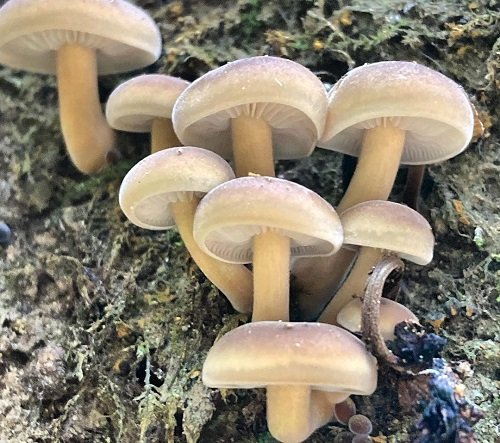 Portobello Mushrooms 1