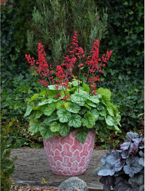 Beautiful Fall Flowers for Containers 5