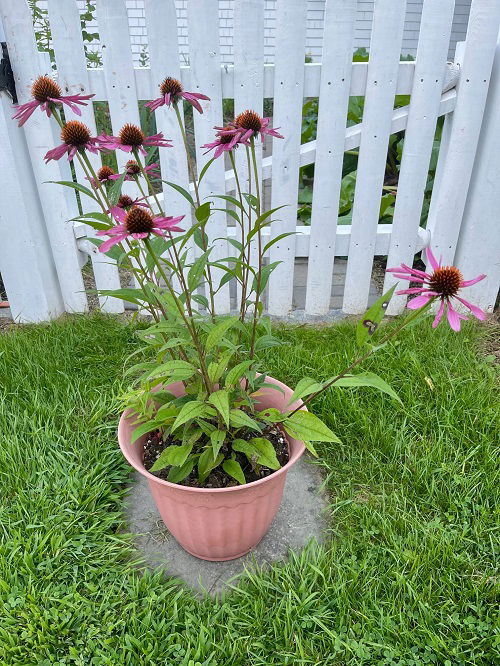 Beautiful Fall Flowers for Containers 2