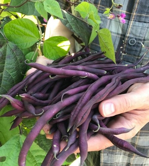 Purple Beans 12