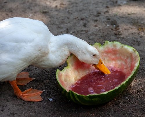 Can Ducks Eat Watermelon 2