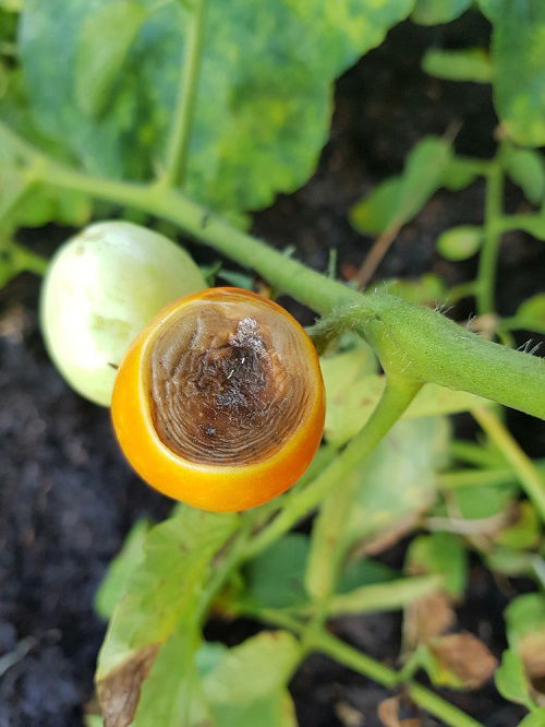 Tomato Blossom End Rot