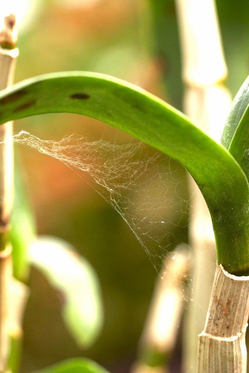 Get Rid of Spider Mites on Indoor Plants 1