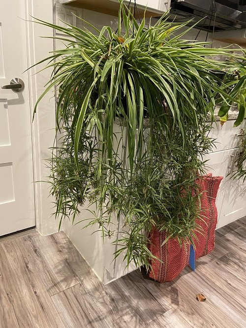 How to Make a Spider Plant Bushier 5