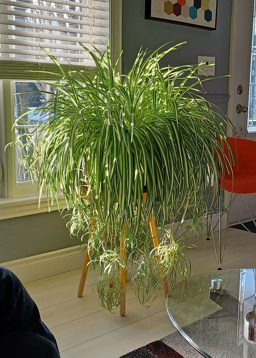 How to Make a Spider Plant Bushier 