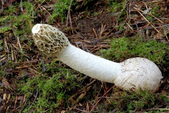 Mushrooms that Look Like a Penis 1