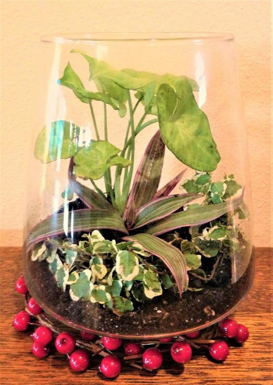 How to Increase Humidity for Houseplants in terrarium
