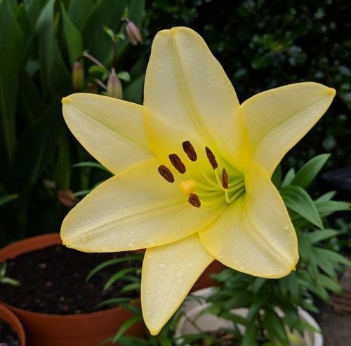 Types of Yellow Lilies 13