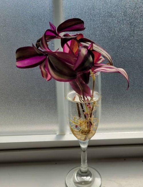 Indoor Plants You Can Grow in Wine Glasses