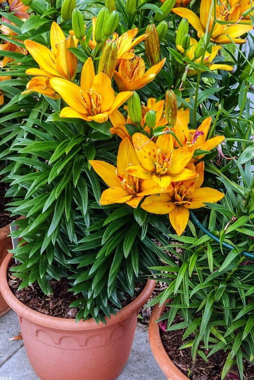 yellow Stargazer Lily Colors