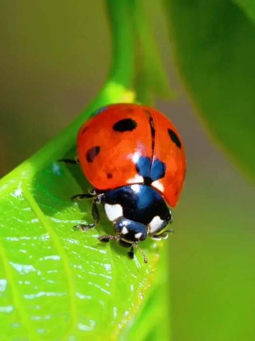 Ladybug Spiritual Meaning