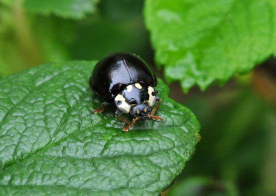 Black Ladybugs 🐞: Protection and Spirituality