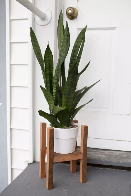 Snake Plant Stand 1