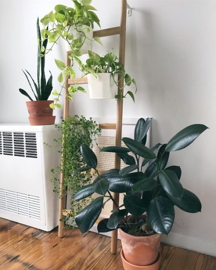 14 Cool Pothos Ladder Ideas for Small Spaces | Balcony Garden Web