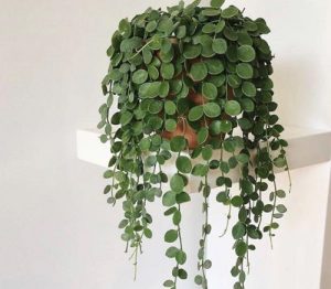 14 Indoor Creeper Plants that Trail Gracefully | Balcony Garden Web