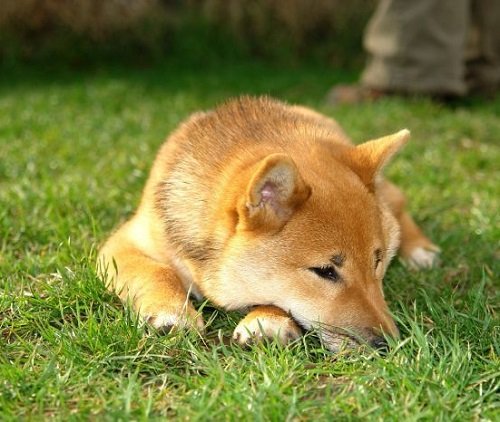 7 Best Grass for Dogs 2