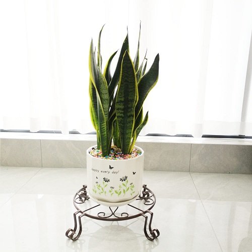 Snake Plant Stand 23