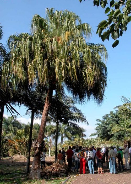 Livistona Palm Varieties 8