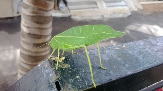 Green Bugs that Look Like Leaves 5