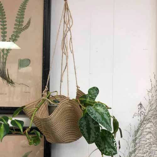 DIY Pothos Hanging Basket and Hanger 11