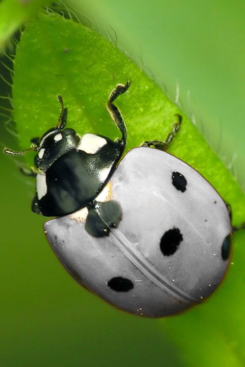 White Ladybugs 🐞: Purity and Spiritual Guidance