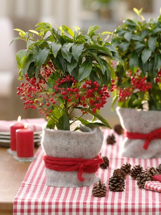 amazing Top Plants to Grow from Cuttings During the Holidays