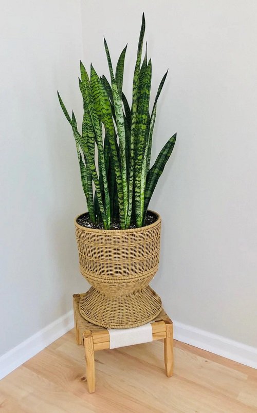 Snake Plant Stand 25