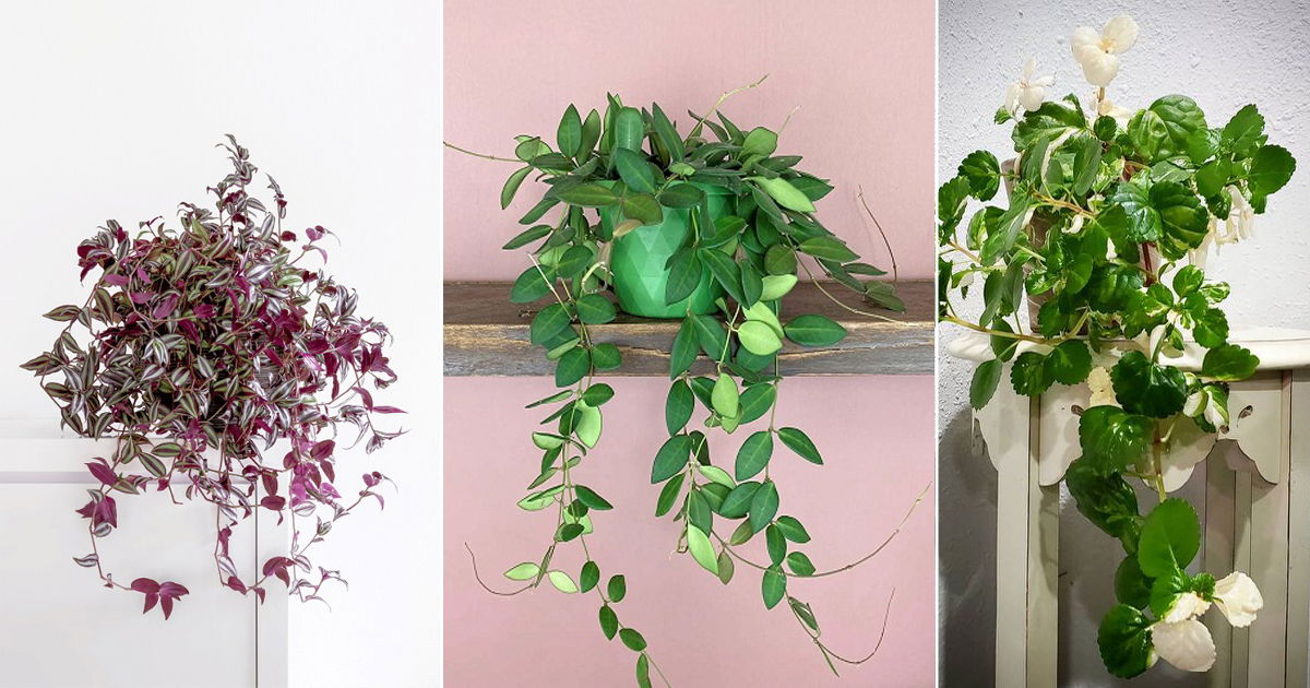 Hanging Creeper Plants Offers Online | www.pinnaxis.com