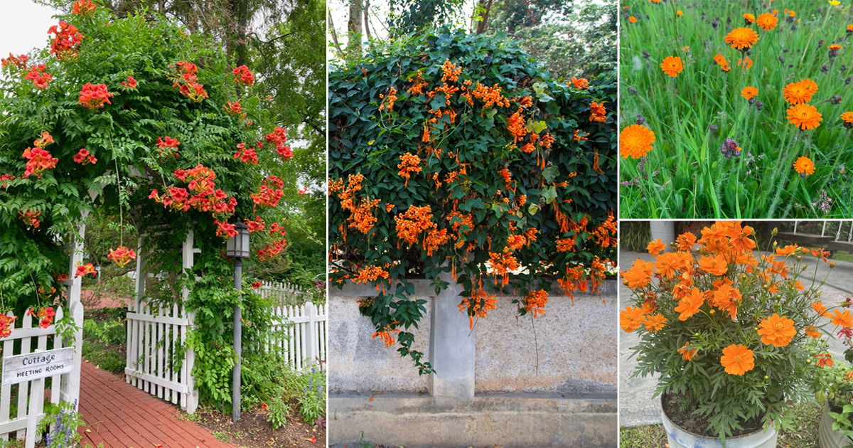 30 Beautiful Orange Flowers in Florida | Balcony Garden Web