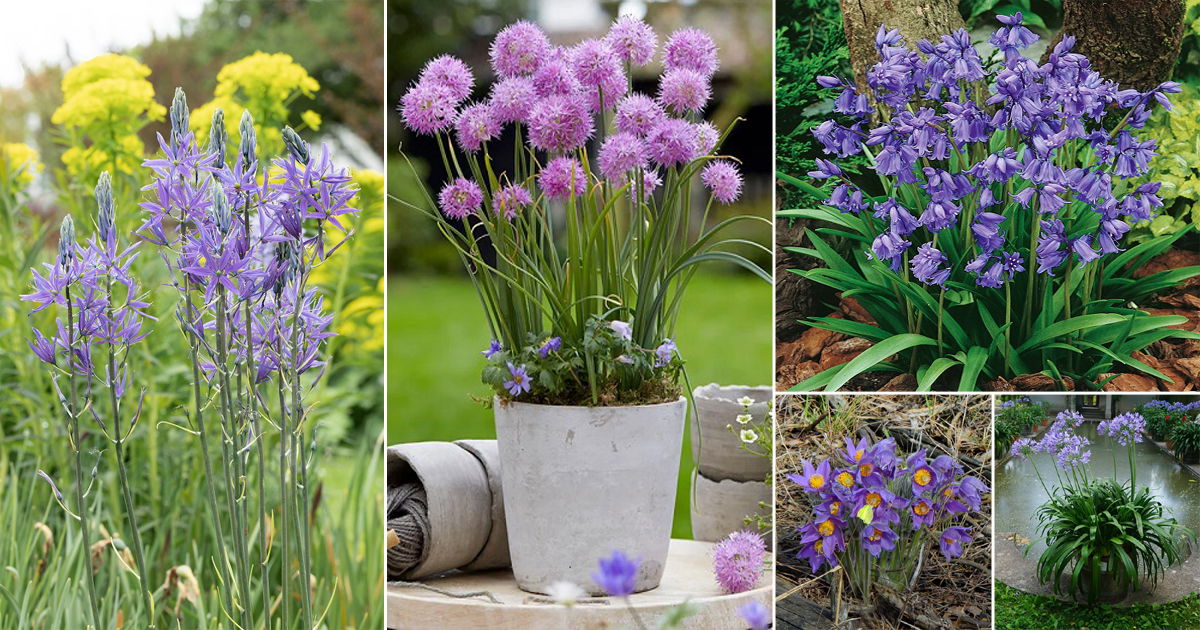 17 Stunning Purple Bulb Flowers Balcony Garden Web 