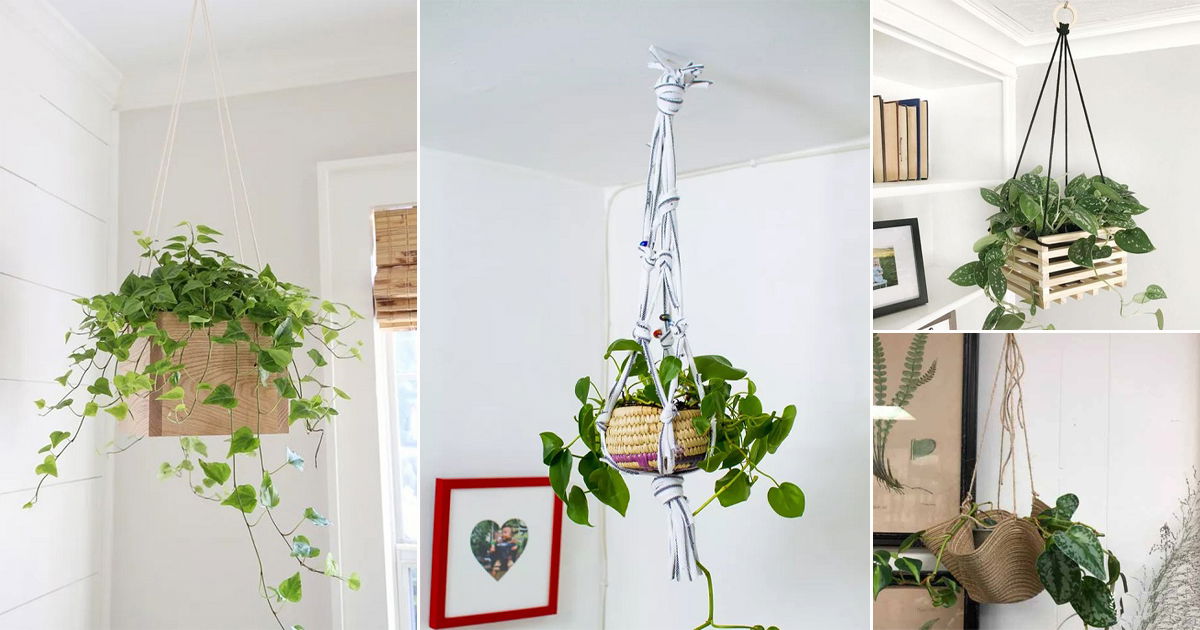 18 DIY Pothos Hanging Basket and Hanger Ideas | Balcony Garden Web