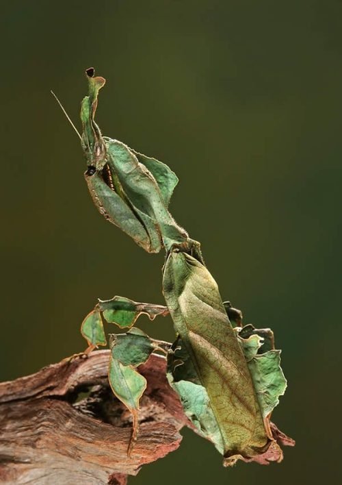 Green Bugs that Look Like Leaves 1