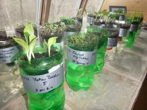 DIY Plant Propagator 3