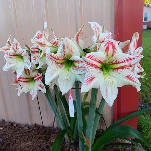 lovely Best Amaryllis Colors and Varieties