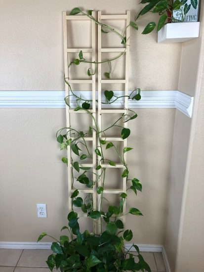 14 Cool Pothos Ladder Ideas for Small Spaces | Balcony Garden Web