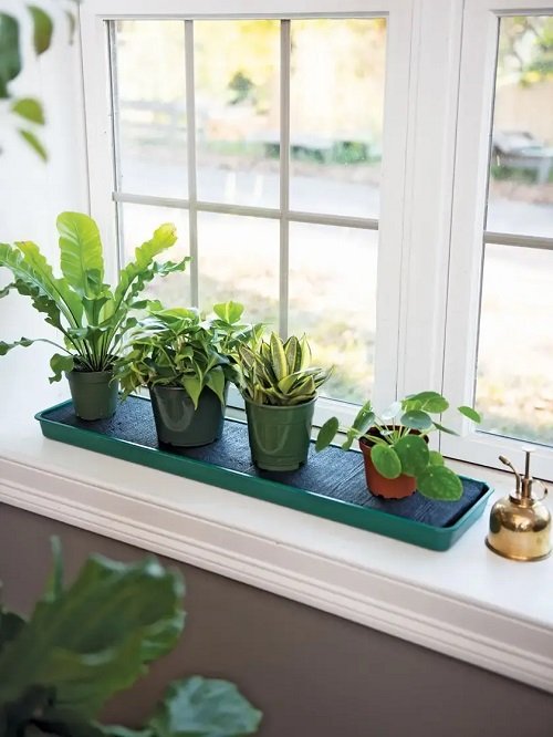 Grow More Plants on a Windowsill 5