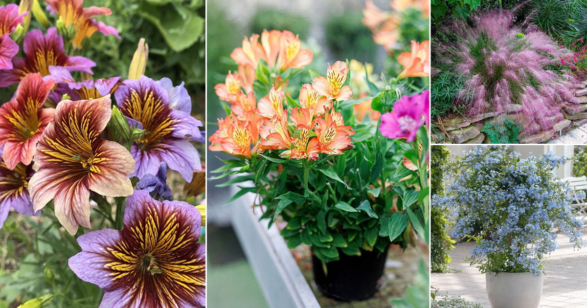 55 Flowers that Start with 'P' | Balcony Garden Web