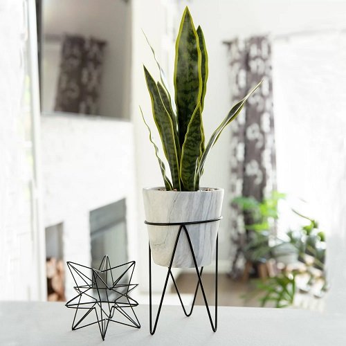 Snake Plant Stand 6