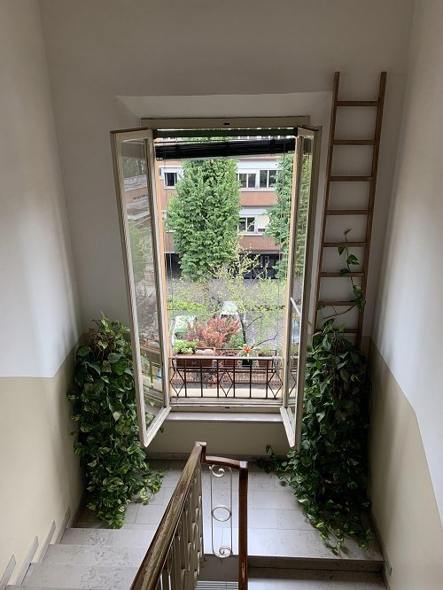pothos Ladder by a Tall Window by the Stairs