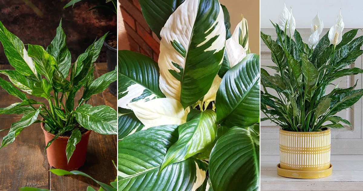 8 Stunning Variegated Peace Lily Varieties | Balcony Garden Web