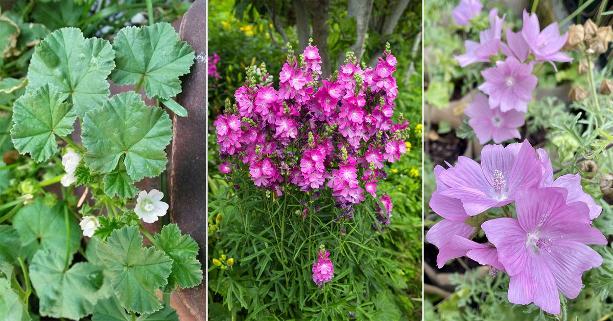 7 Weeds That Look Like Hollyhocks | Balcony Garden Web