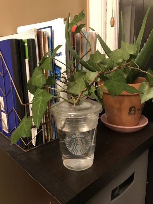 DIY Starbucks Cup Ideas for Plants 8