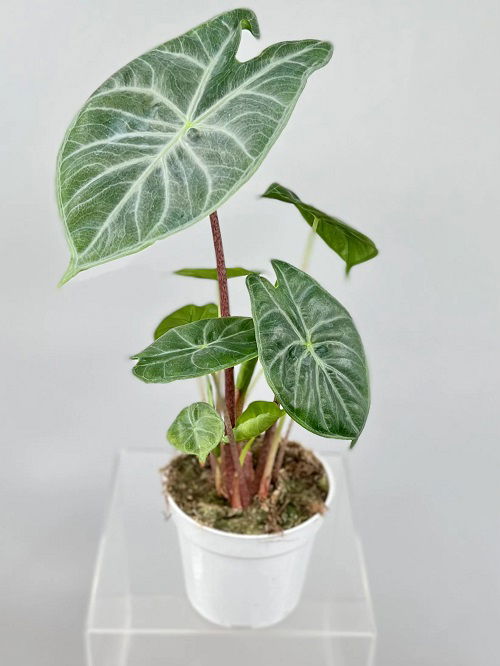 Best Heart Leaf Philodendron Varieties