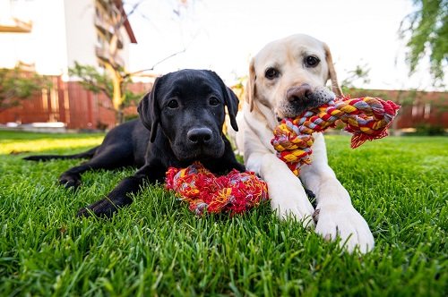7 Best Grass for Dogs 