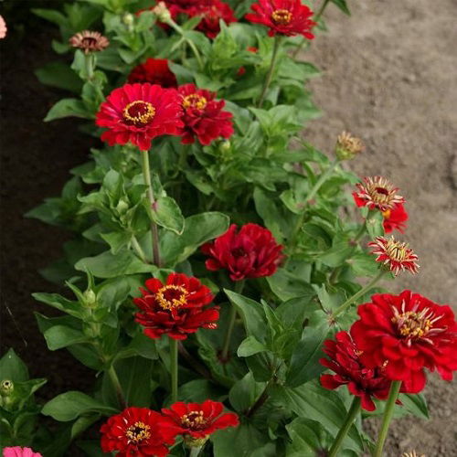 Top Magnificent Maroon Flowers for the Yard