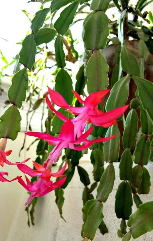 How to Identify a Real Christmas Cactus from a Fake One 11