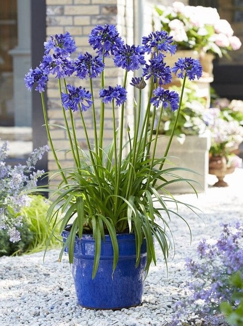 Dark Blue Flowers for the Garden pot