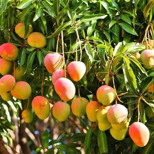 Sweetest Mango Varieties