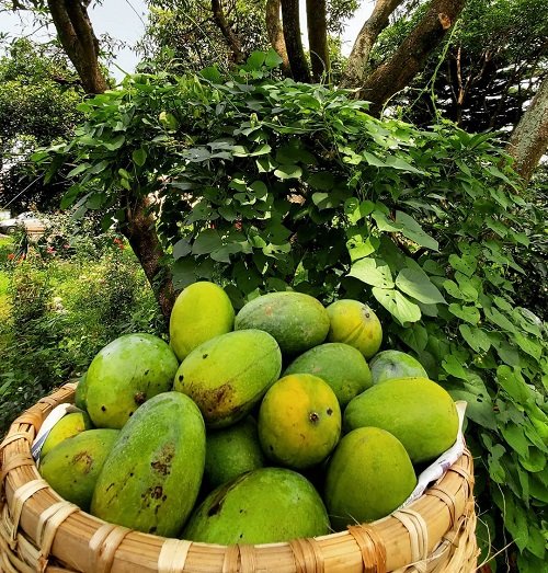 Sweetest Mango Varieties 22