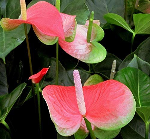 Pink Anthurium Varieties 3